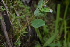 Alysicarpus racemosus